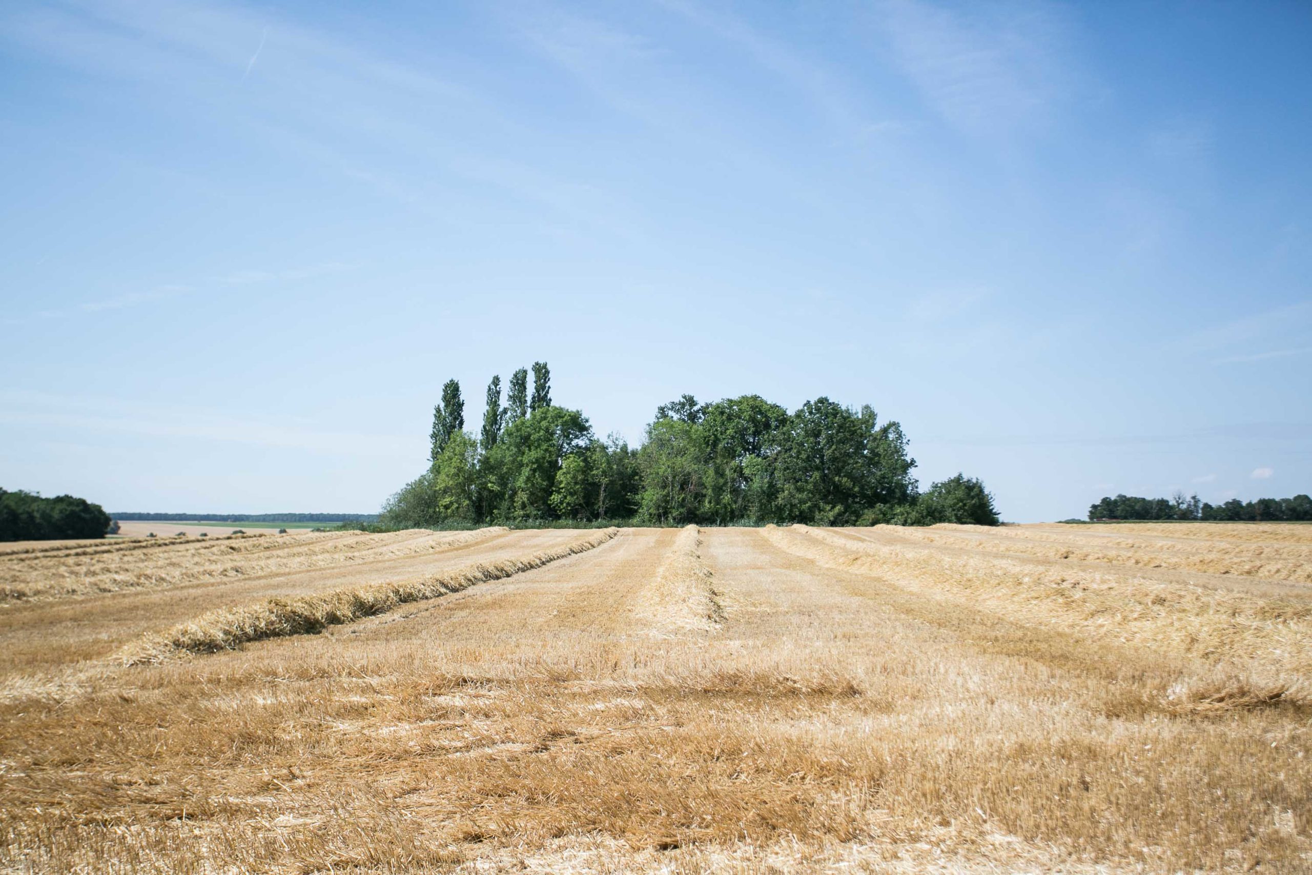 Briardines-pates-fermieres-paris-ile-de-france-photo6